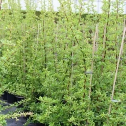 Vuurdoorn (Pyracantha 'Orange Glow') -Groen Dome Verkoopwinkel pyracantha orange glow 6