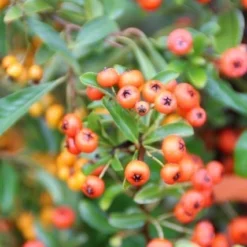 Vuurdoorn (Pyracantha 'Orange Glow') -Groen Dome Verkoopwinkel pyracantha orange glow 7
