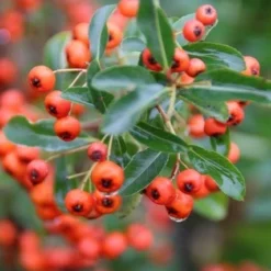 Vuurdoorn (Pyracantha 'Orange Glow') -Groen Dome Verkoopwinkel pyracantha orange glow 8 1