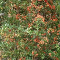 Vuurdoorn (Pyracantha 'Orange Glow') -Groen Dome Verkoopwinkel pyracantha orange glow 9