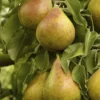 Perenboom (Pyrus Communis 'Gieser Wildeman') 2 Perenboom (Pyrus Communis 'Gieser Wildeman') -Groen Dome Verkoopwinkel pyrus communis gieser wildeman