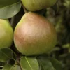 Perenboom (Pyrus Communis 'Saint Remy') -Groen Dome Verkoopwinkel pyrus communis saint remy