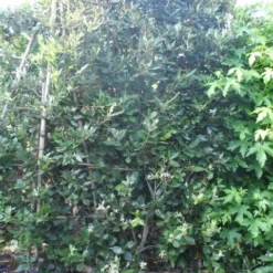 Steeneik Als Leivorm (Quercus Ilex) -Groen Dome Verkoopwinkel quercus ilex leivorm 200x120