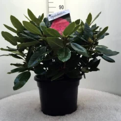 Rhododendron (Rhododendron 'American Beauty') -Groen Dome Verkoopwinkel r. p.a. beauty c20 1