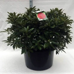 Rhododendron (Rhododendron 'Wilgen's Ruby') -Groen Dome Verkoopwinkel r. wilgens ruby c80