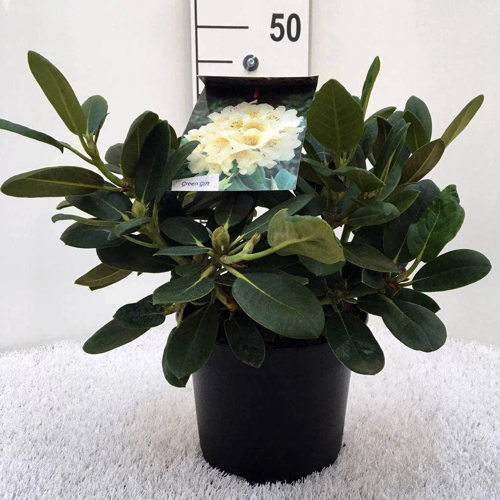 Rhododendron (Rhododendron 'Flava') 4 Rhododendron (Rhododendron 'Flava') - Afbeelding 2