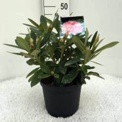 Rhododendron (Rhododendron 'Percy Wiseman') -Groen Dome Verkoopwinkel r. y percy wiseman c5