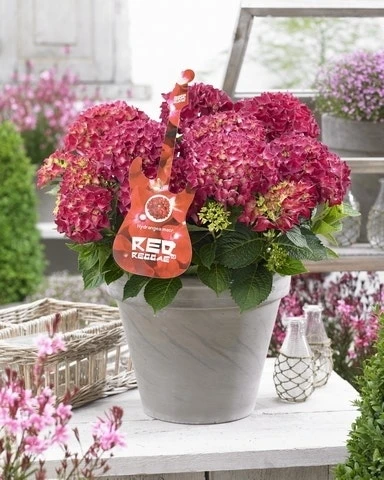 Hortensia Red Reggae (Hydrangea 'Music Collection') 7 Hortensia Red Reggae (Hydrangea 'Music Collection') -Groen Dome Verkoopwinkel red reggea 2