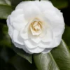 Camelia (Camellia Japonica 'Purity') -Groen Dome Verkoopwinkel rera03507