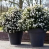 Sneeuwbal Als Bolvorm (Viburnum Tinus 'Eve Price') -Groen Dome Verkoopwinkel rera04753 1 1