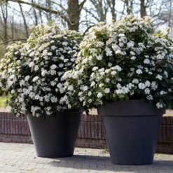 Sneeuwbal Als Bolvorm (Viburnum Tinus 'Eve Price')