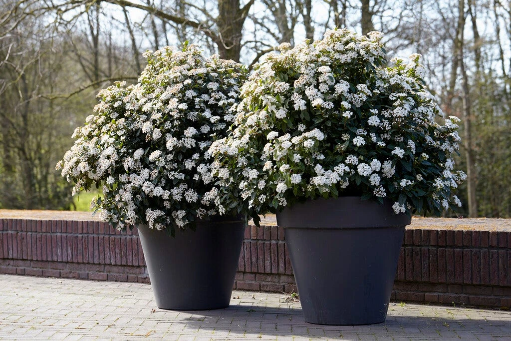 Sneeuwbal Als Bolvorm (Viburnum Tinus 'Eve Price') 3 Sneeuwbal Als Bolvorm (Viburnum Tinus 'Eve Price')