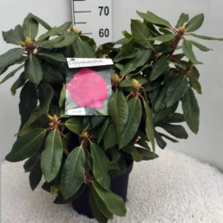 Rhododendron (Rhododendron 'American Beauty') -Groen Dome Verkoopwinkel rh. p. a. beauty c10 50 cm 1