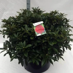 Rhododendron (Rhododendron 'Wilgen's Ruby') -Groen Dome Verkoopwinkel rh. wilgens ruby c80