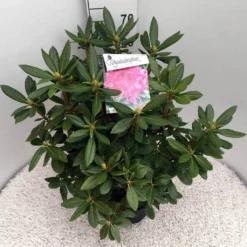 Rhododendron (Rhododendron 'Cosmopolitan') -Groen Dome Verkoopwinkel rho. cosmopolitan c10 50 cm