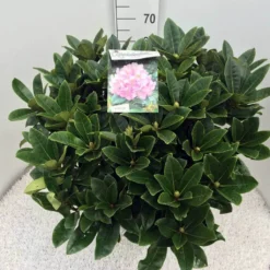 Rhododendron (Rhododendron 'Gomer Waterer') -Groen Dome Verkoopwinkel rho. gomer waterer c20