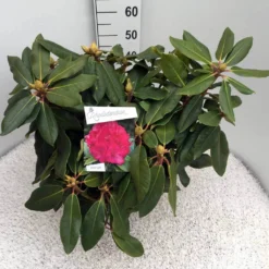 Rhododendron (Rhododendron 'American Beauty') -Groen Dome Verkoopwinkel rho. p. a. beauty c10 50 cm 1