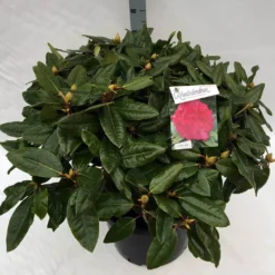 Rhododendron (Rhododendron 'American Beauty') -Groen Dome Verkoopwinkel rho. pierce amercian beauty c40 1