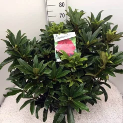 Rhododendron (Rhododendron 'Wilgen's Ruby') -Groen Dome Verkoopwinkel rho. wilgens ruby c20