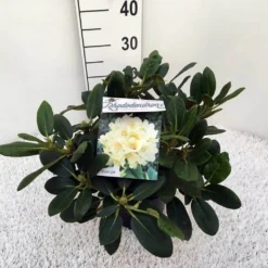 Rhododendron (Rhododendron 'Flava') 9 Rhododendron (Rhododendron 'Flava') -Groen Dome Verkoopwinkel rho. y flava c5