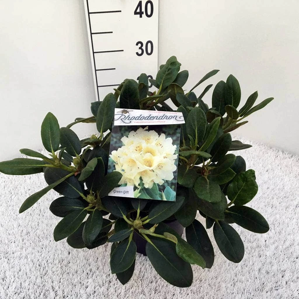 Rhododendron (Rhododendron 'Flava') 6 Rhododendron (Rhododendron 'Flava') - Afbeelding 4