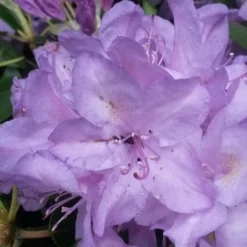 Bestsellers -Groen Dome Verkoopwinkel rhodo boursault