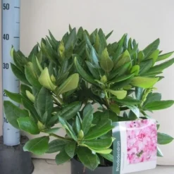 Rhododendron (Rhododendron 'Cosmopolitan') -Groen Dome Verkoopwinkel rhododendron cosmopolotan c5 aug