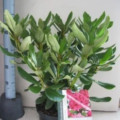 Rhododendron (Rhododendron 'Nova Zembla') -Groen Dome Verkoopwinkel rhododendron nova zembla c5 aug