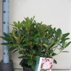 Rhododendron (Rhododendron 'Percy Wiseman') -Groen Dome Verkoopwinkel rhododendron percy wiceman c5 aug 1