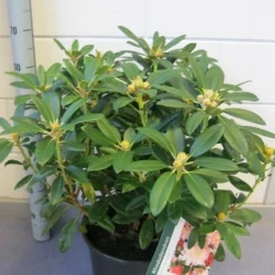 Rhododendron (Rhododendron 'Percy Wiseman') -Groen Dome Verkoopwinkel rhododendron percy wiseman c12 november 1