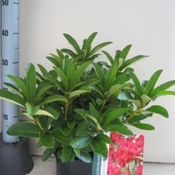 Rhododendron (Rhododendron 'Wilgen's Ruby') -Groen Dome Verkoopwinkel rhododendron wilgens ruby c5 aug