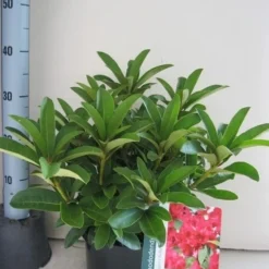 Rhododendron (Rhododendron 'Wilgen's Ruby') -Groen Dome Verkoopwinkel rhododendron wilgens ruby c5 aug 1