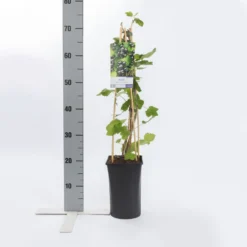 Zwarte Bes (Ribes Nigrum 'Ben Nevis') -Groen Dome Verkoopwinkel ribes nigrum ben nevis