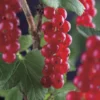 Rode Bes Op Stam (Ribes Rubrum 'Jonkheer Van Tets') -Groen Dome Verkoopwinkel ribes rubrum jonkheer van tets 3 1