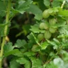 Groene Kruisbes Op Stam (Ribes Uva-crispa 'Hinnonmaki Grön') -Groen Dome Verkoopwinkel ribes uva crispa hinnonmaeki 3