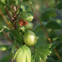 Groene Kruisbes Op Stam (Ribes Uva-crispa 'Hinnonmaki Grön') -Groen Dome Verkoopwinkel ribes uva crispa hinnonmaki gr n lage res