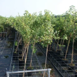 Groene Kruisbes Op Stam (Ribes Uva-crispa 'Hinnonmaki Grön') -Groen Dome Verkoopwinkel ribes uva crispa hinnonmaki gr n stam lage res