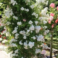 Miniklimroos (Rosa 'Guirlande D'Amour') -Groen Dome Verkoopwinkel rosa guirlande d amour