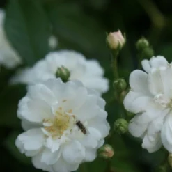 Miniklimroos (Rosa 'Guirlande D'Amour') -Groen Dome Verkoopwinkel rosa guirlande d amour 1