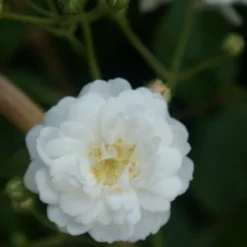Miniklimroos (Rosa 'Guirlande D'Amour') -Groen Dome Verkoopwinkel rosa guirlande d amour 2