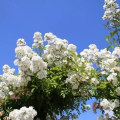 Miniklimroos (Rosa 'Guirlande D'Amour') -Groen Dome Verkoopwinkel rosa guirlande d amour 2 2