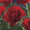 Klimroos (Rosa 'Paul's Scarlet Climber') -Groen Dome Verkoopwinkel rosa paul s scarlet climber 2