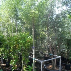 Knotwilg (Salix Alba) -Groen Dome Verkoopwinkel salix alba 12 14 16ho cont