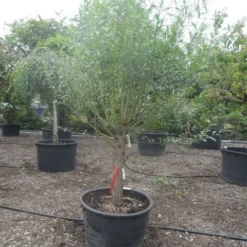 Knotwilg (Salix Alba) -Groen Dome Verkoopwinkel salix alba halfstam c285 knot