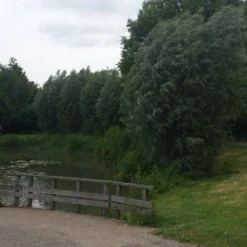 Knotwilg (Salix Alba) -Groen Dome Verkoopwinkel salix alba knotwilg 1