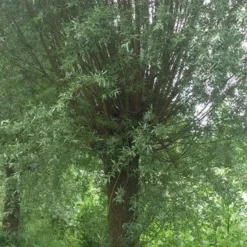 Knotwilg (Salix Alba) -Groen Dome Verkoopwinkel salix alba knotwilg 2
