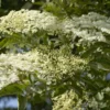 Vlier (Sambucus Nigra) -Groen Dome Verkoopwinkel sambucus nigra