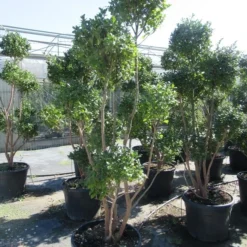 Camelia Als Bonsai (Camellia Sasanqua) -Groen Dome Verkoopwinkel sasanquapompon01