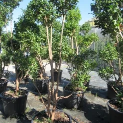 Camelia Als Bonsai (Camellia Sasanqua) -Groen Dome Verkoopwinkel sasanquapompon02