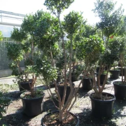 Camelia Als Bonsai (Camellia Sasanqua) -Groen Dome Verkoopwinkel sasanquapompon03